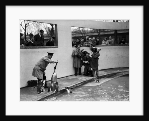 Emperor Penguin at London Zoo, 1950 by Staff