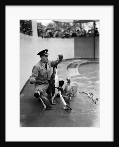 Emperor Penguin at London Zoo, 1950 by Staff