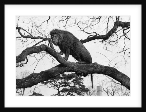 Terry the Lion at Blair Drummond Safari & Leisure Park by Brown