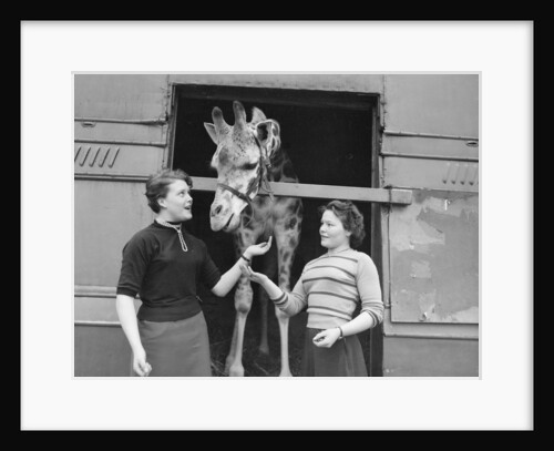 George the Giraffe by Bill Ellman