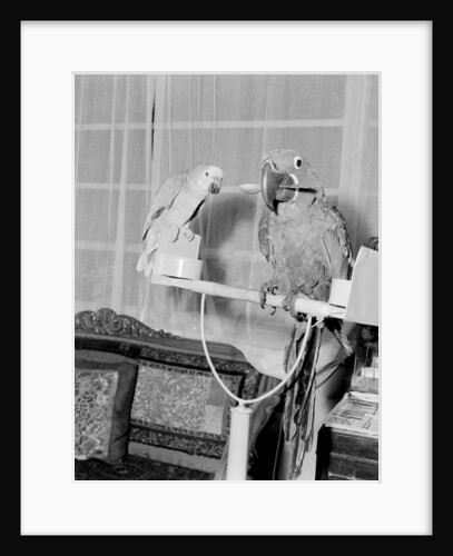 Peter the 100 year old parrot prefers to eat with a spoon by Staff