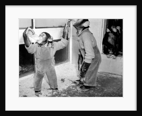 Chimpanezees at Bertram Mills circus by Bill Ellman