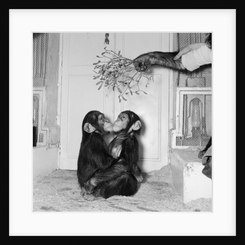 Chimpanzees of Bertram Mills circus by Chapman