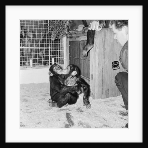 Chimpanzees of Bertram Mills circus by Chapman
