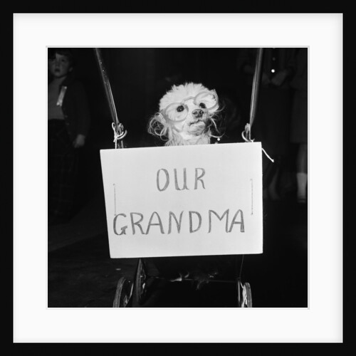 Grandma the dog by Maurice Tibbles