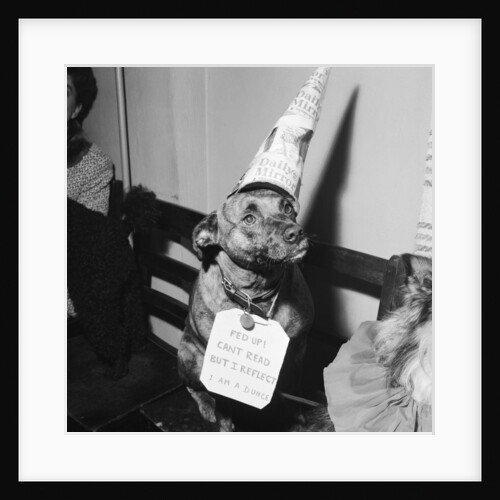 Sally the dog by Maurice Tibbles