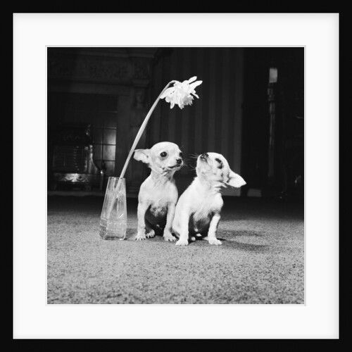Two pups looking at a flower in a vase by Howard Walker