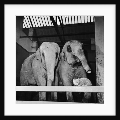 Tensing the kitten who lives at Belle Vue Zoo by Howard Walker