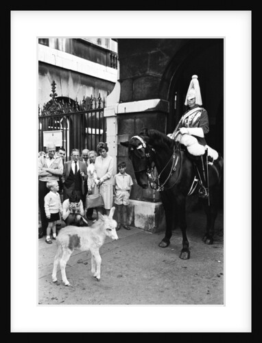 Wellington Barracks donkeys being stabled with the horses of the Life Guards by Anonymous