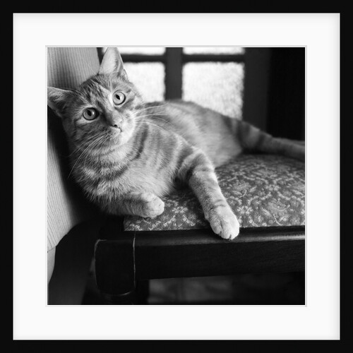 This stray ginger cat is something of a miracle of survival by Staff