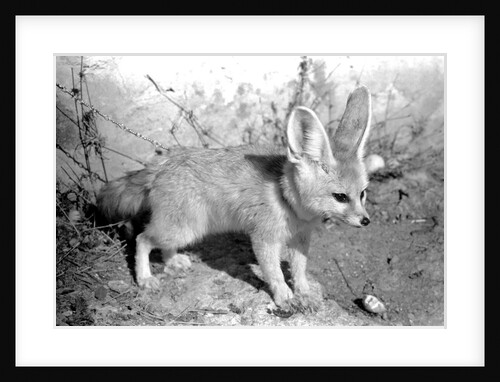 Rommella the desert fox by Staff