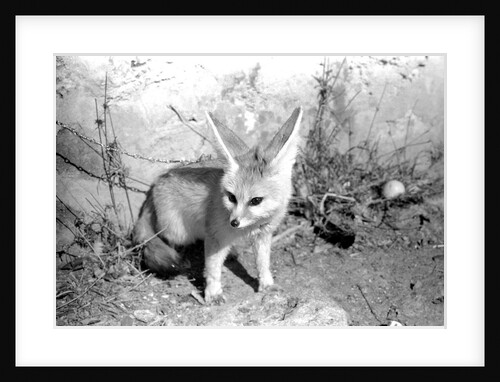 Rommella the desert fox by Staff