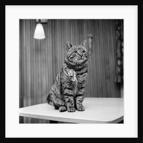 Jasper the cat with two homes by Staff