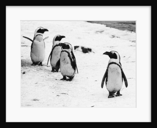 Pengiuns explore their enclosure at London Zoo by Arthur Sidey