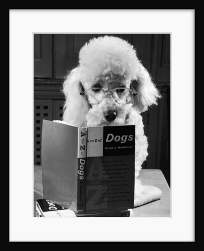 Ping Pong the poodle by Anonymous