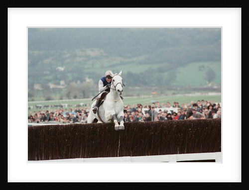 Desert Orchid by Dale Cherry