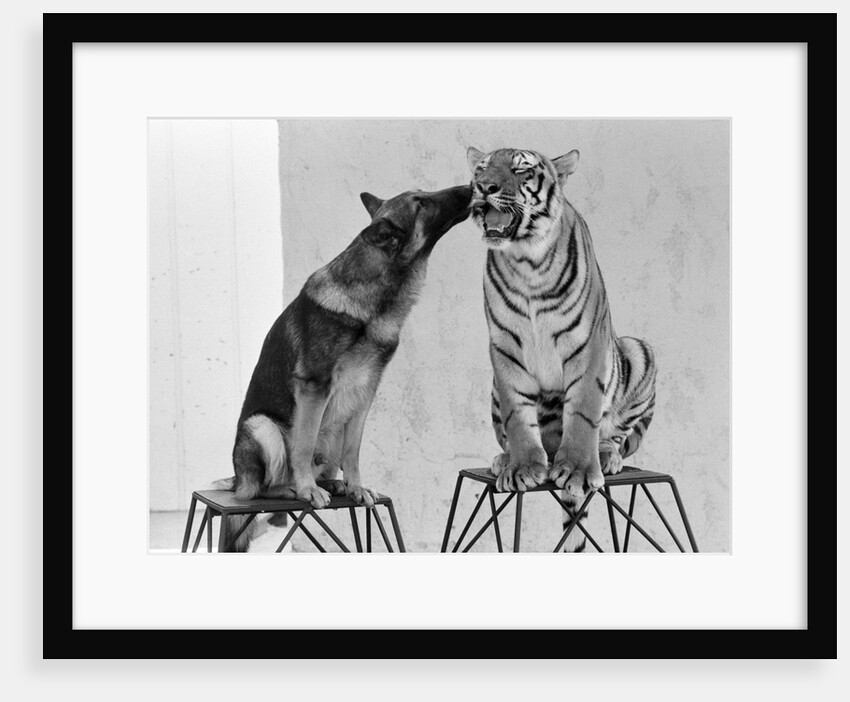Friendship of Tiger and Dog by Kent Gavin