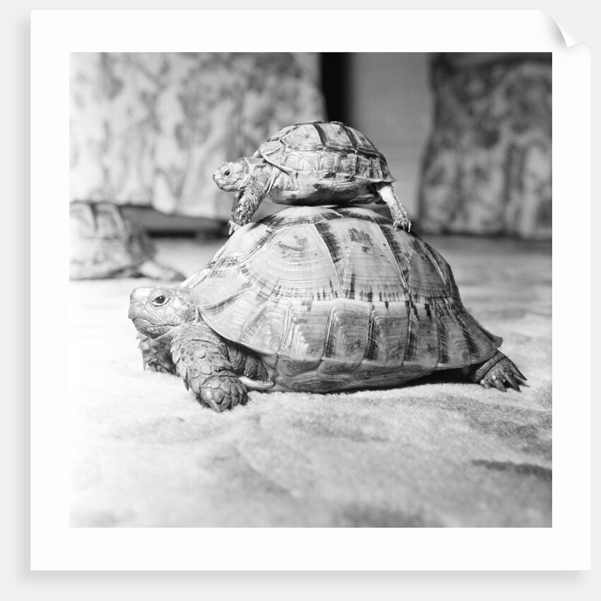 Tortoise by Sheppard