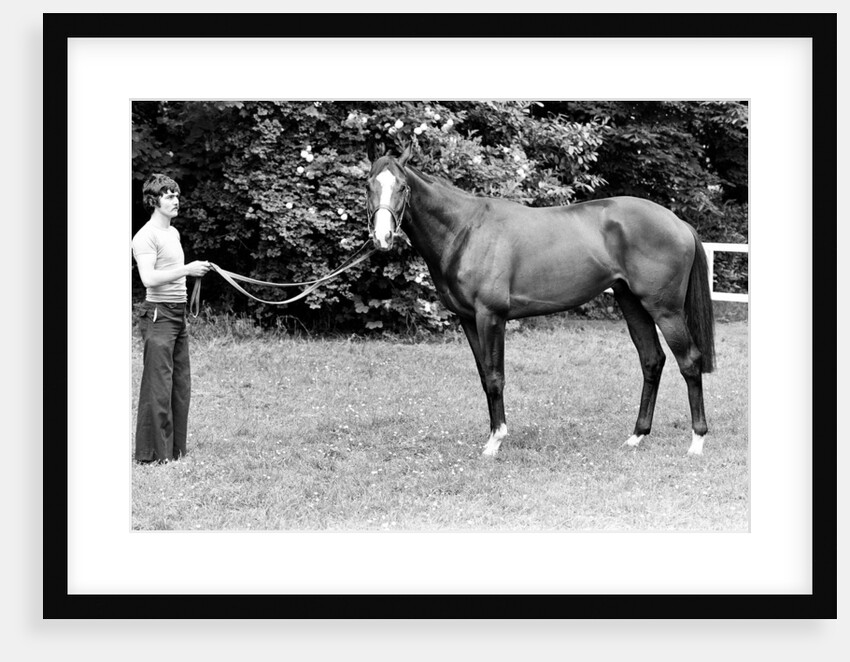 Racehorse Shergar 1981 by Micheal Daines