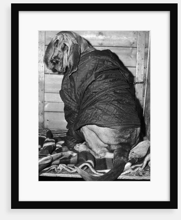 Bloodhound 1969 by Birmingham Post and Mail Archive