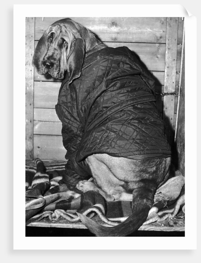 Bloodhound 1969 by Birmingham Post and Mail Archive