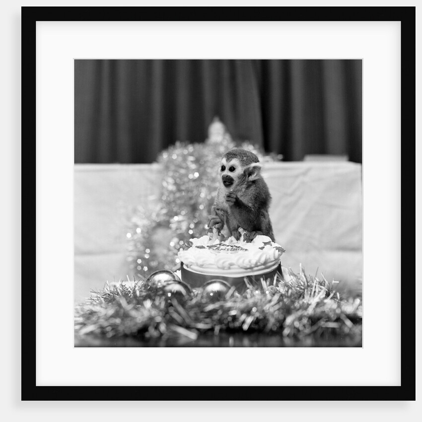 Pip the Squirrel Monkey by Sunday People