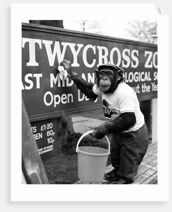 Twycross Zoo Chimpanzee cleaning. by Staff
