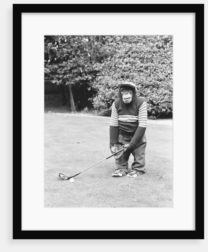 A Chimpanzee playing a round of golf. by Staff