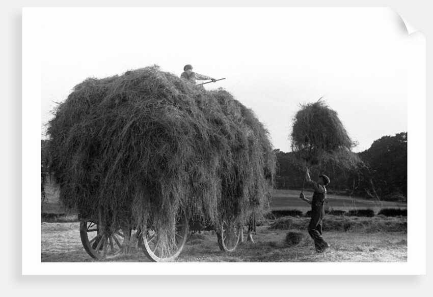 Haymaking at Penshurst July 1939 by Bernard Alfieri