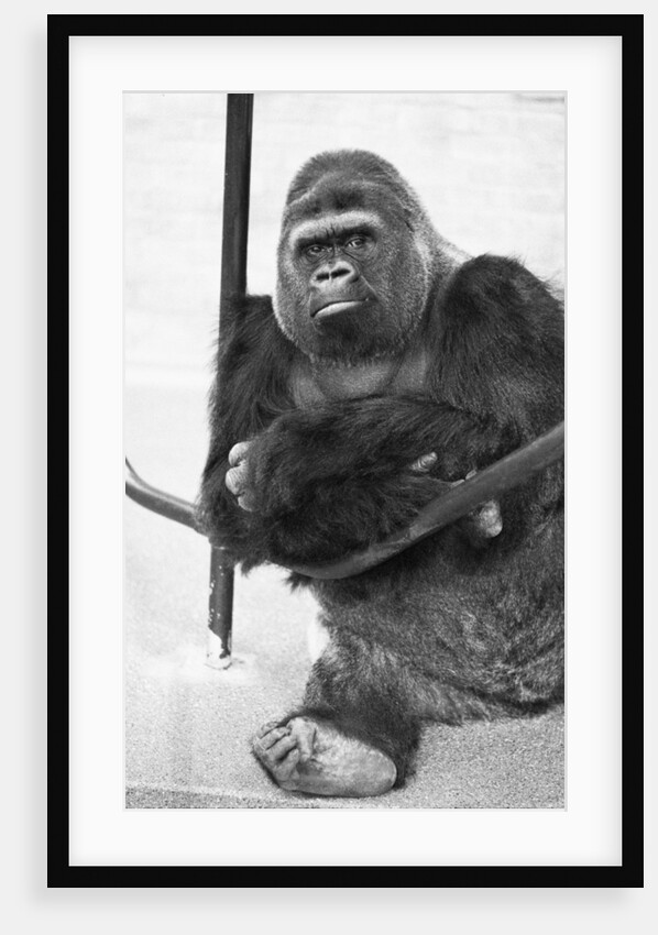 Guy the Gorilla by Ron Burton