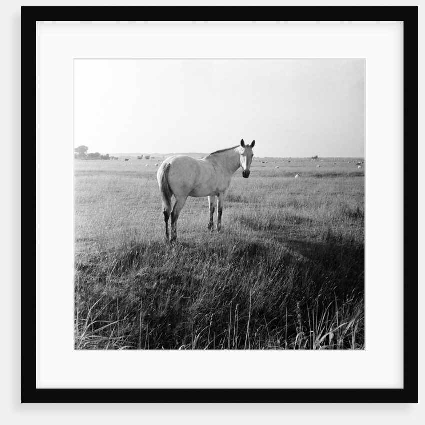 A white horse on Romney Marshes, Kent, 1954 by Bela Zola