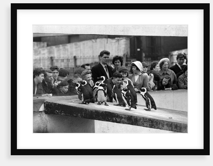 Penguins at London Zoo, 1959 by Tanner