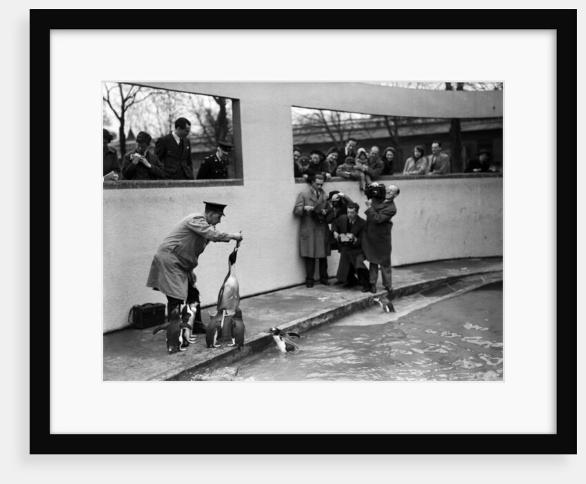Emperor Penguin at London Zoo, 1950 by Staff