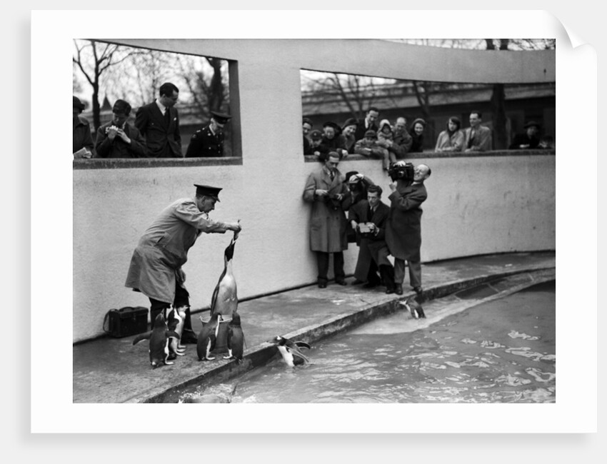 Emperor Penguin at London Zoo, 1950 by Staff