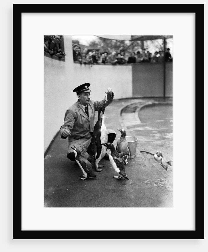 Emperor Penguin at London Zoo, 1950 by Staff