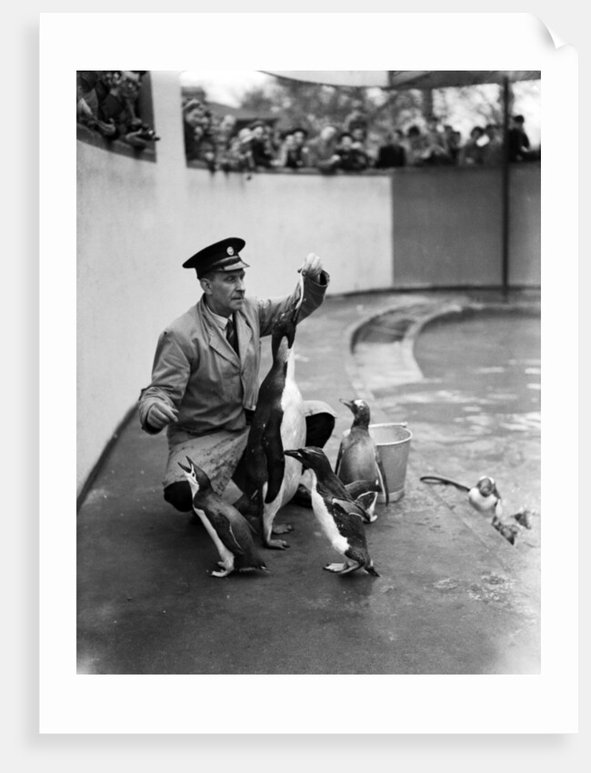 Emperor Penguin at London Zoo, 1950 by Staff