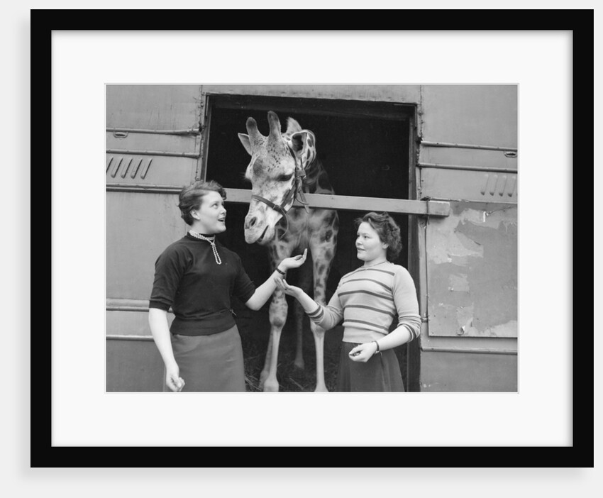 George the Giraffe by Bill Ellman