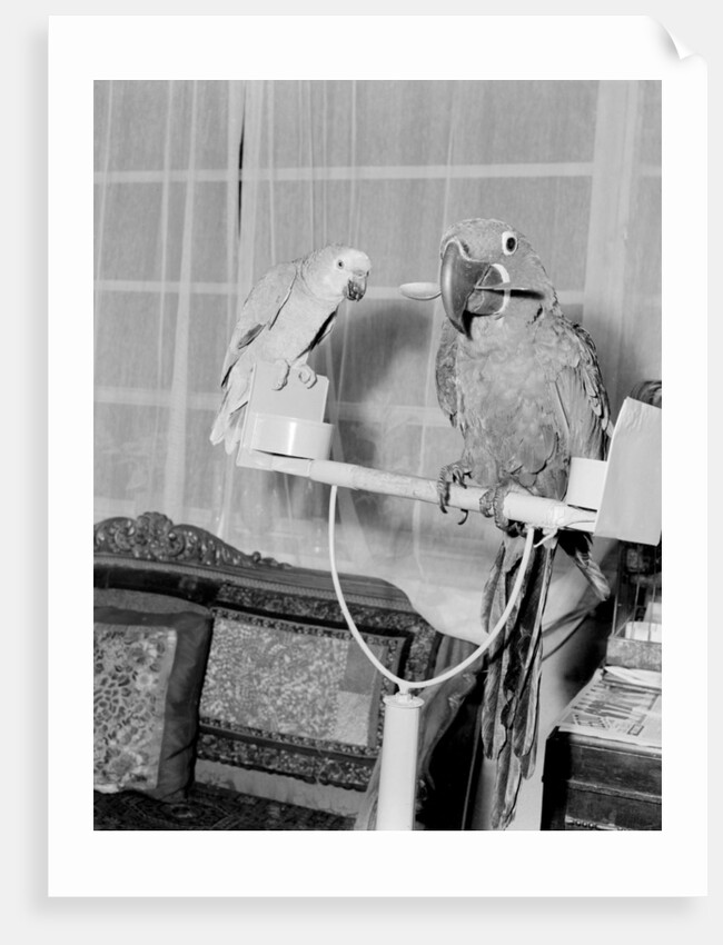 Peter the 100 year old parrot prefers to eat with a spoon by Staff