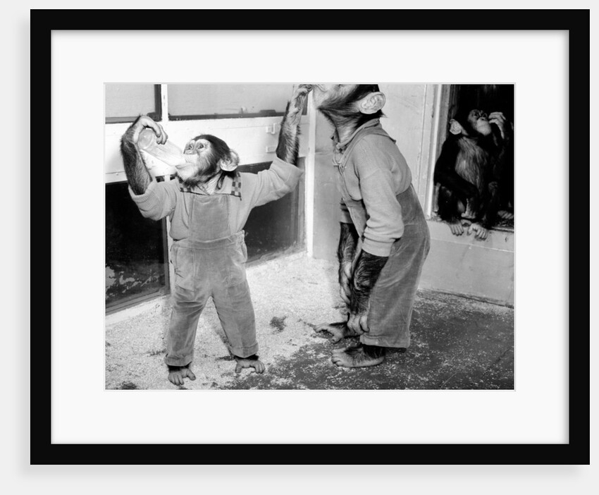 Chimpanezees at Bertram Mills circus by Bill Ellman