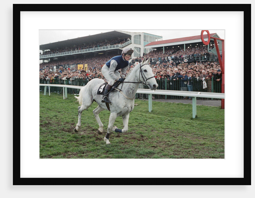 Desert Orchid by Dale Cherry