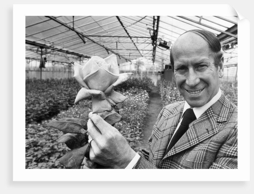 Bobby Charlton holding a rose in a greenhouse by Anonymous