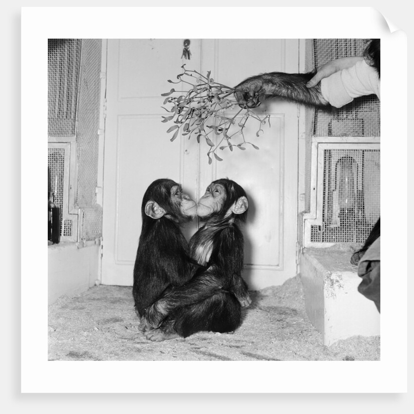 Chimpanzees of Bertram Mills circus by Chapman