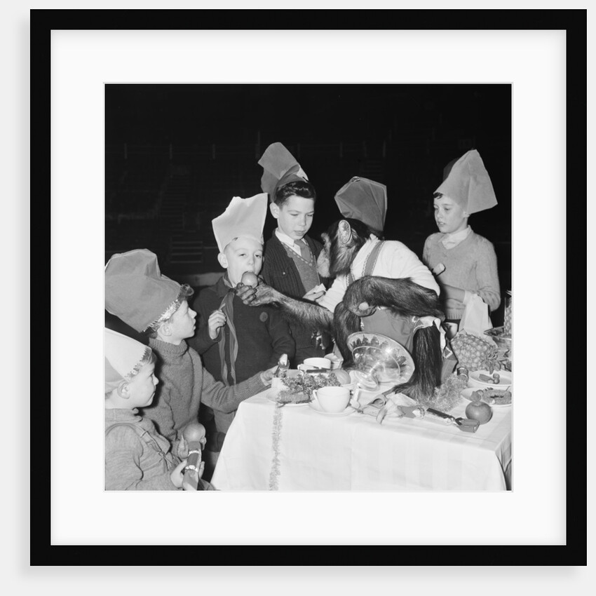 Chimpanzees of Bertram Mills circus by Chapman