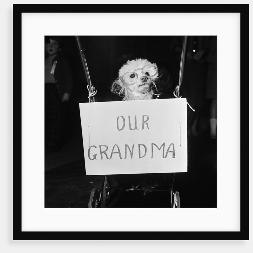 Grandma the dog by Maurice Tibbles