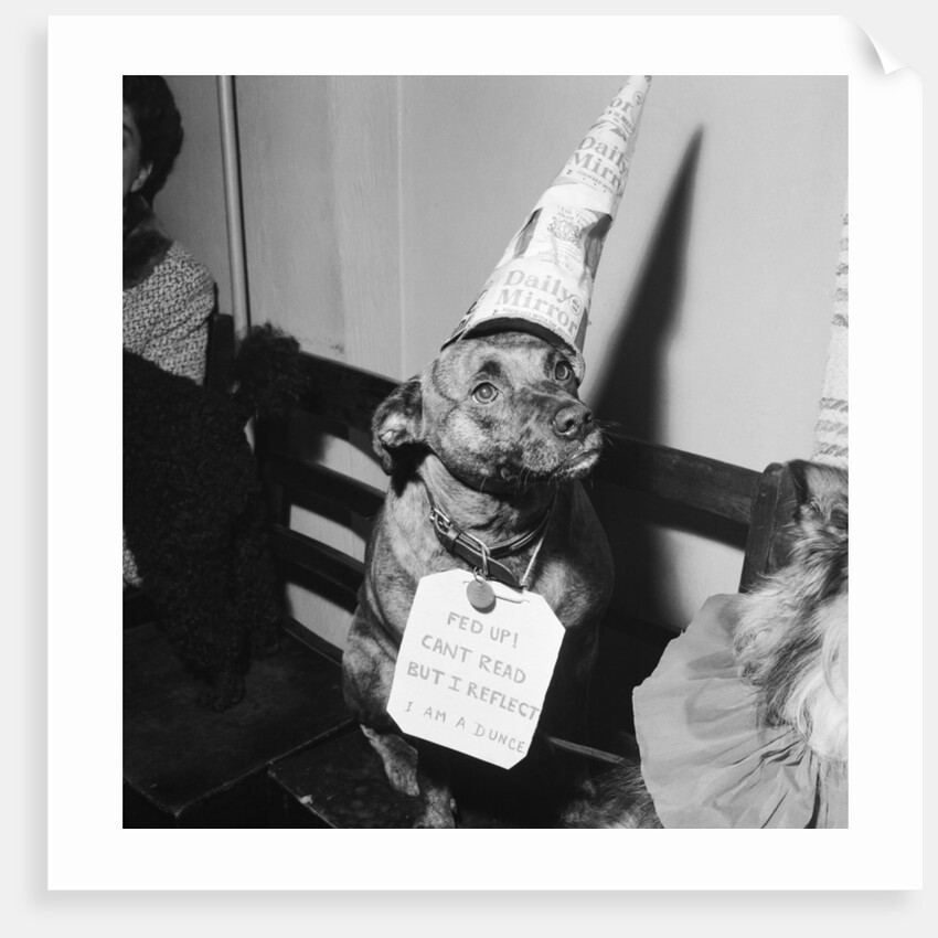 Sally the dog by Maurice Tibbles