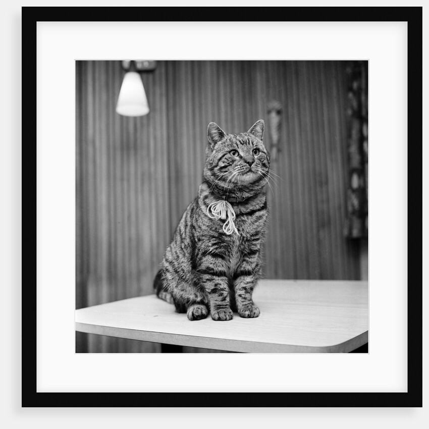 Jasper the cat with two homes by Staff