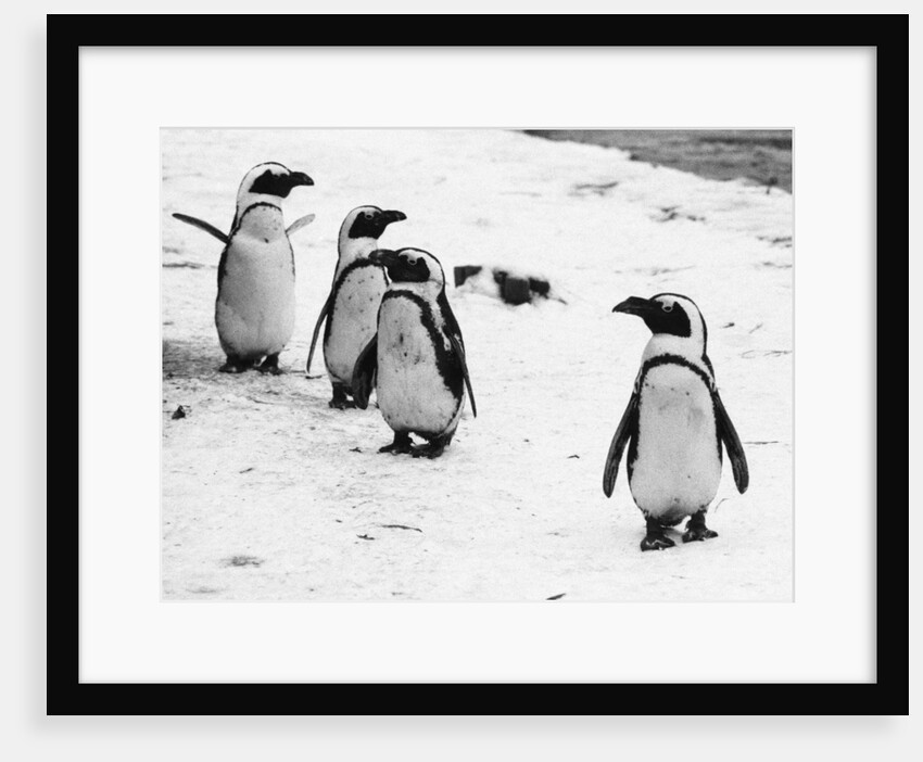 Pengiuns explore their enclosure at London Zoo by Arthur Sidey