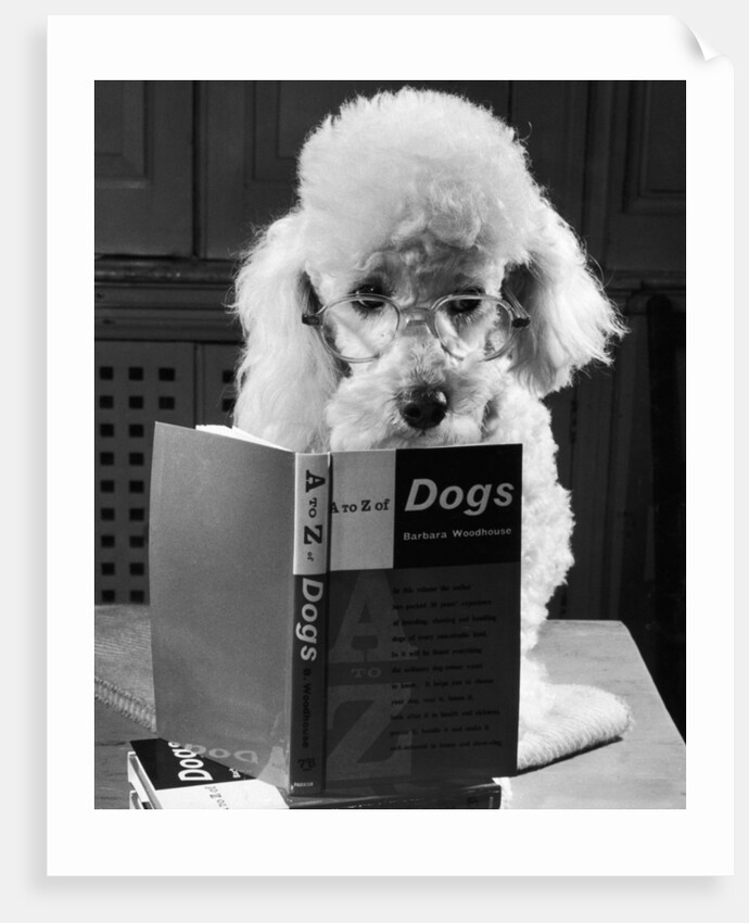 Ping Pong the poodle by Anonymous