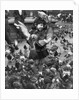 Young girl surrounded by hungry pigeons by Anonymous