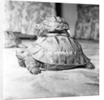 Tortoise by Sheppard